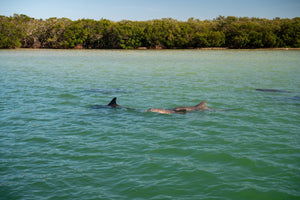 Madeira Beach Dolphin Watching Cruise – Fun for All Ages!