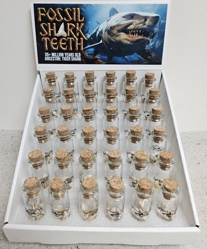 Fossil Shark Teeth in a Jar