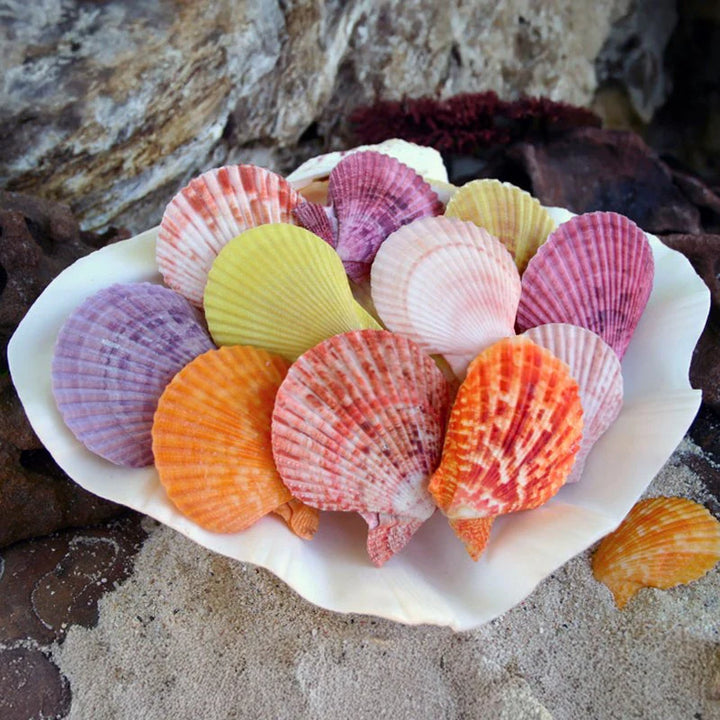 Pecten Nobilis Pairs