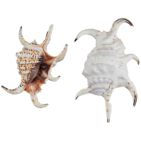 Rugosa Lambis