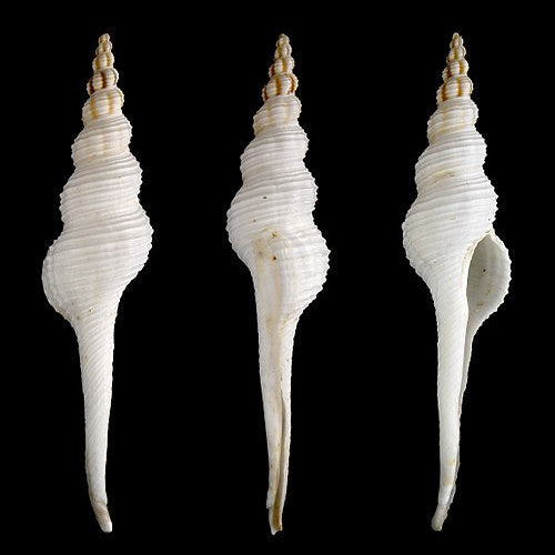 Spindle Whelk - Fusinus Colus