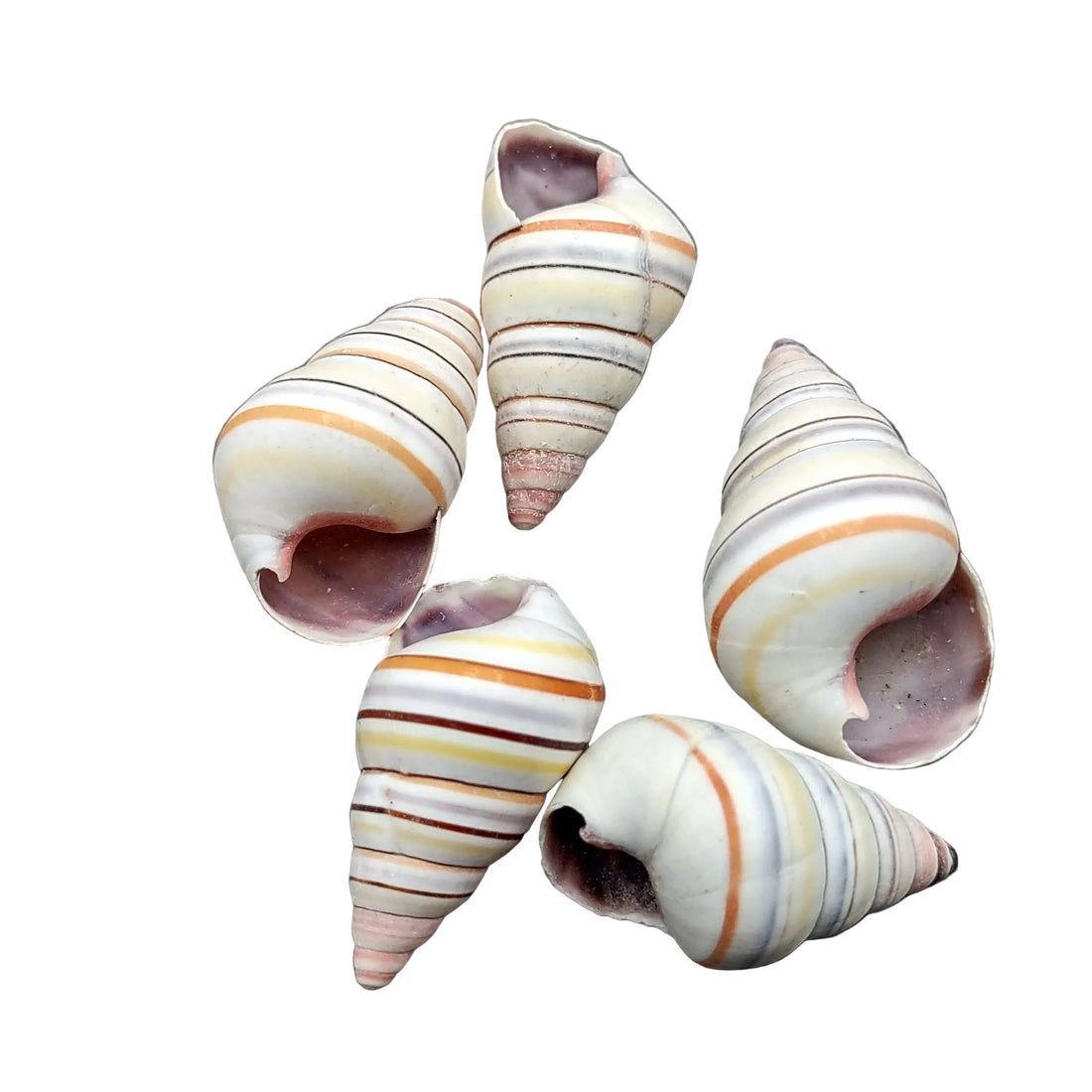 Snails Candy Cane Shells