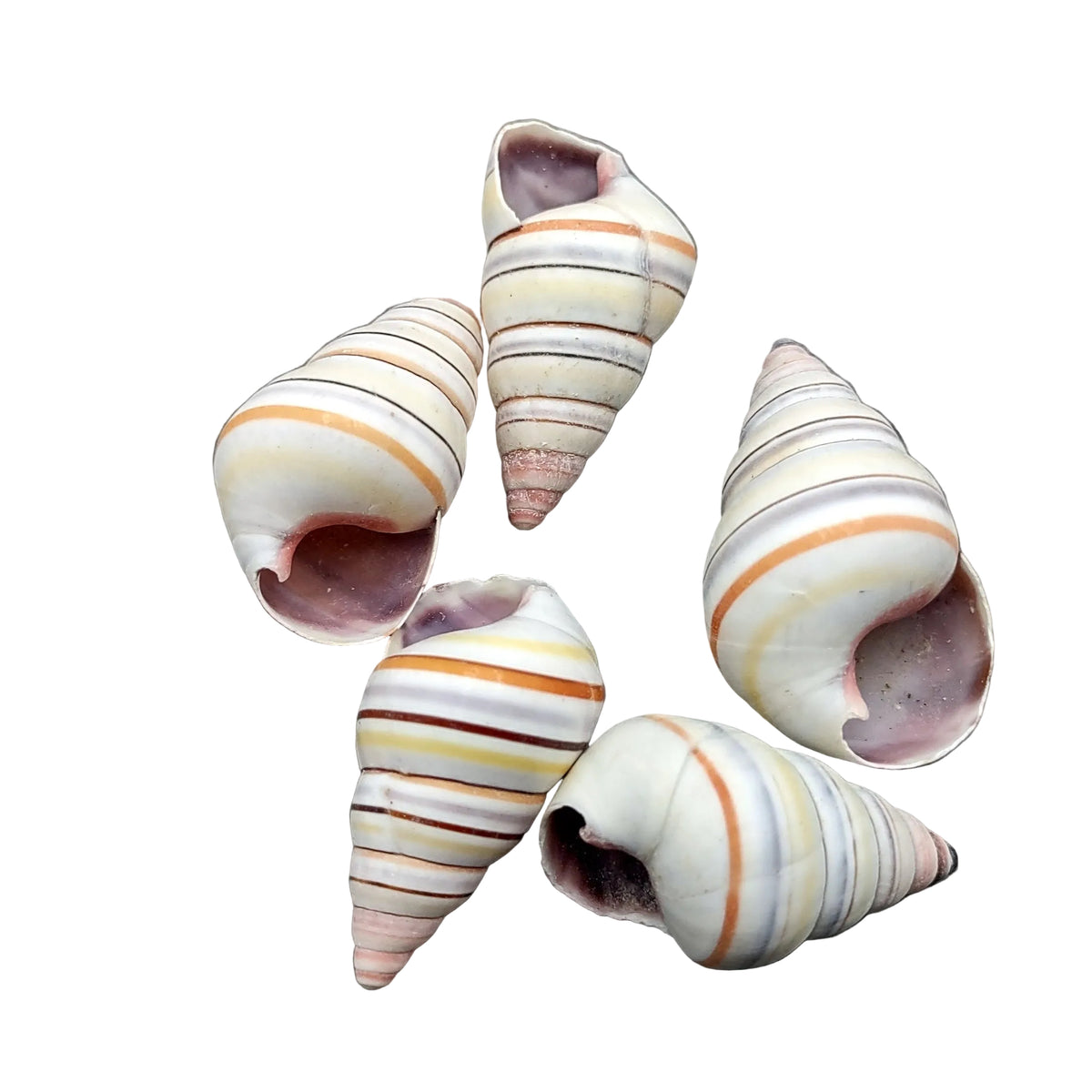 Snails Candy Cane Shells – Hubbard's Marina