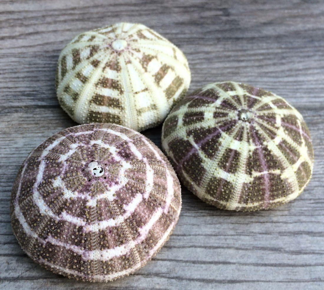 Alphonso Sea Urchin