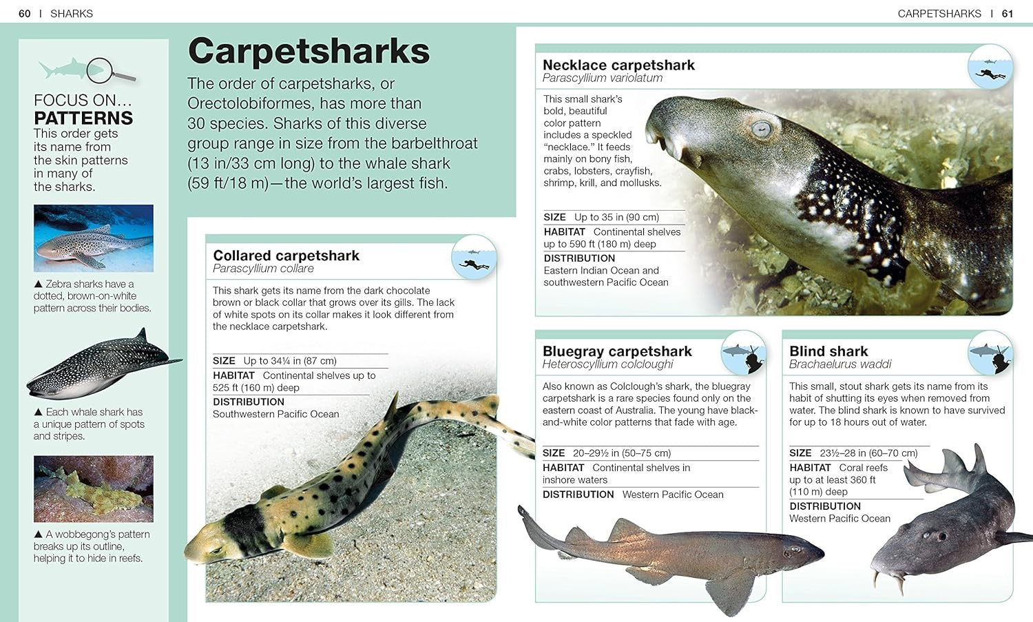 Pocket Genius: Sharks: Facts at Your Fingertips
