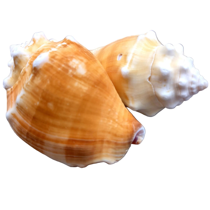 Fighting Conch - Yellow Haitian