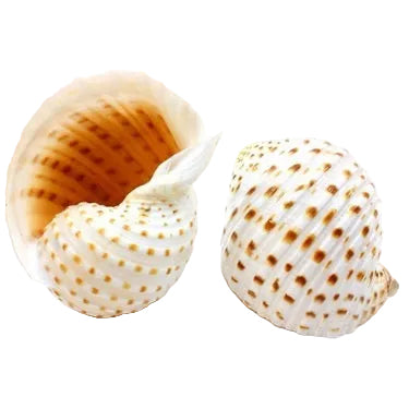 Tonna Tessalota Shell