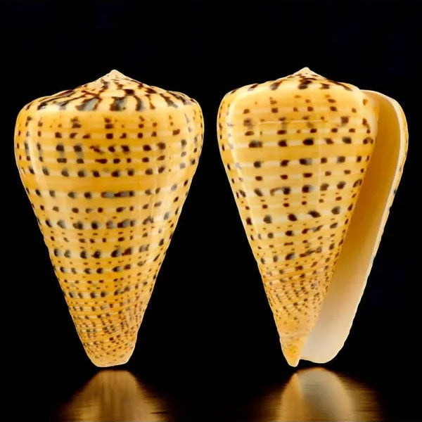 Conus Betulinus - Gold