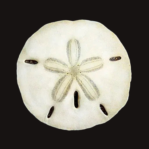 Sand Dollar