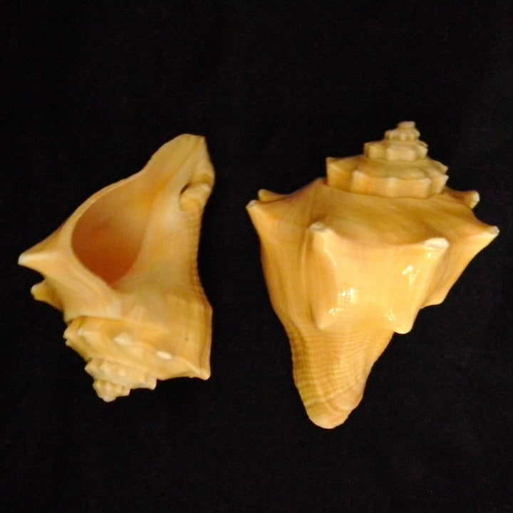 Natural Hemifusis Conchilid - Conchilidum