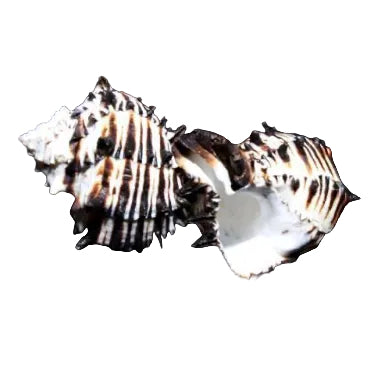 Black Murex Shell