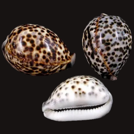 Cowrie Tiger