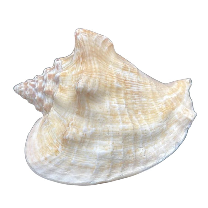 Milk Conch Shell White