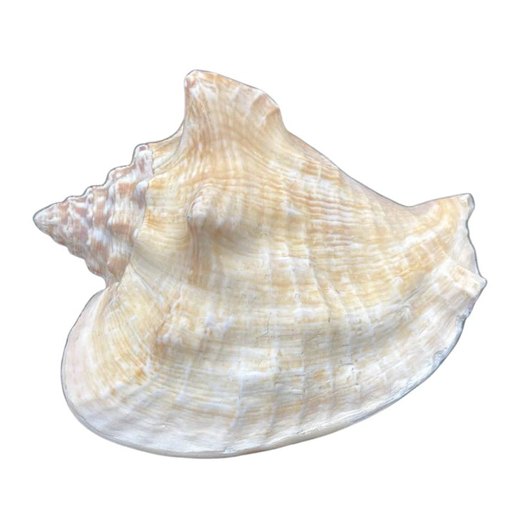Milk Conch Shell White