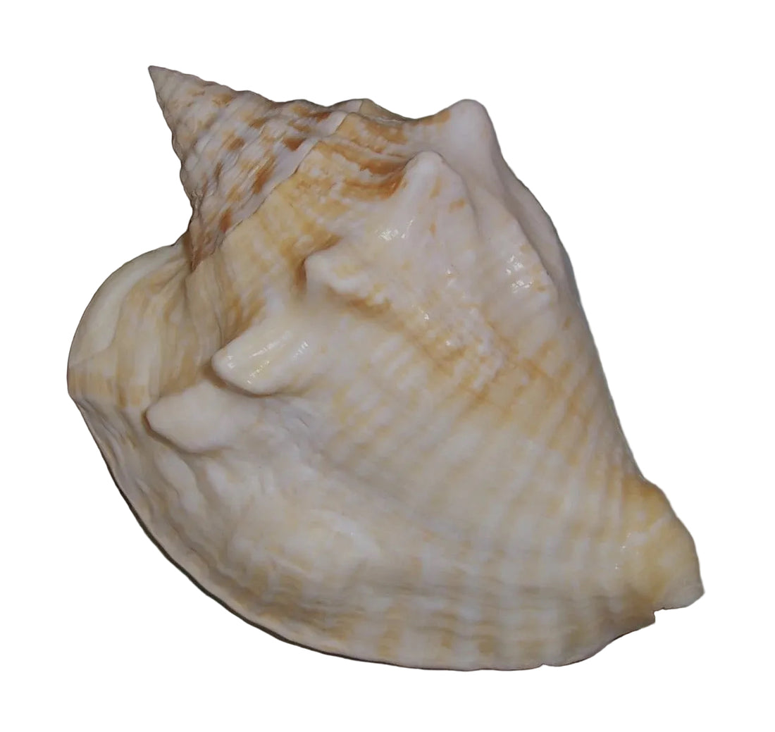 Milk Conch Shell