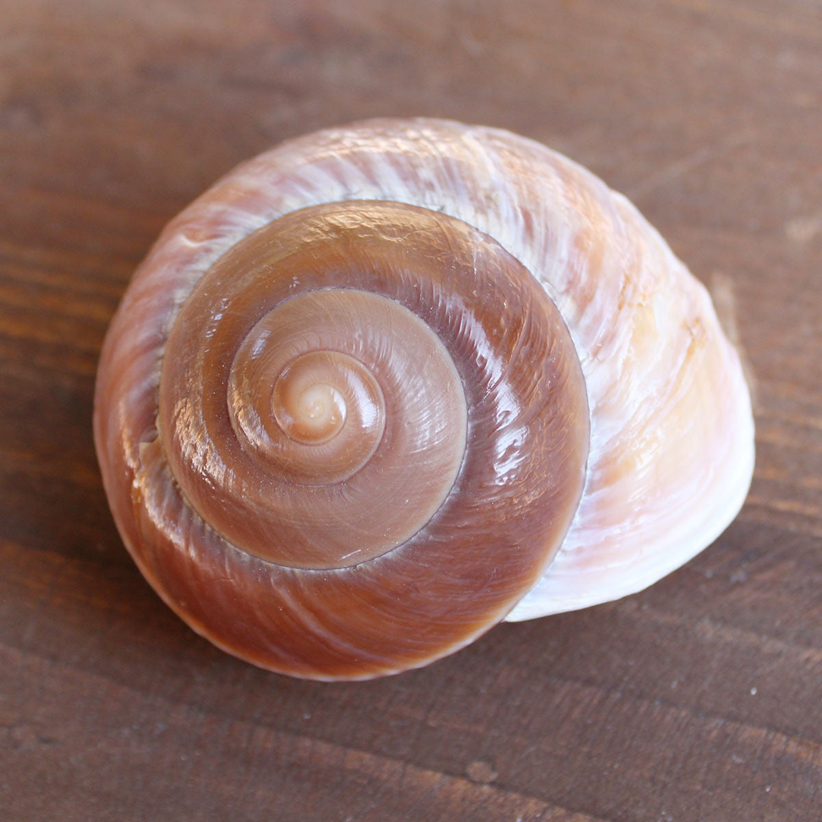 Snail Muffin Shell – Hubbard's Marina
