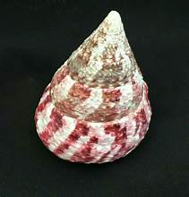 Trochus Red 2.5"
