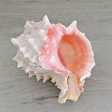 Pink Murex Shell