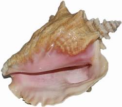 Pink Conch