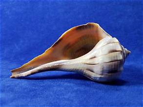 Florida Left Handed Whelk 3"-4"