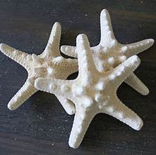 Knobby Star (Bleached)