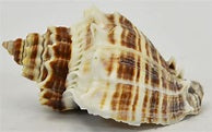 Florida King Crown 2"-4"