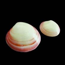 Codakia Polished Pairs