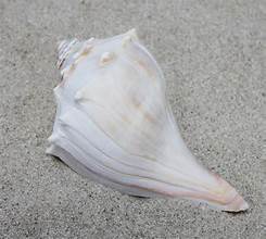 Atlantic Whelk