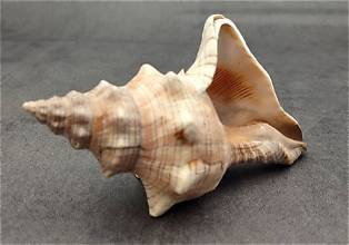Fox Shell 4-5"