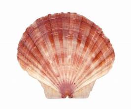 Scallop English Flat Shell