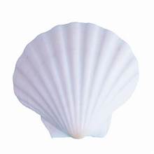 Scallop Deep English