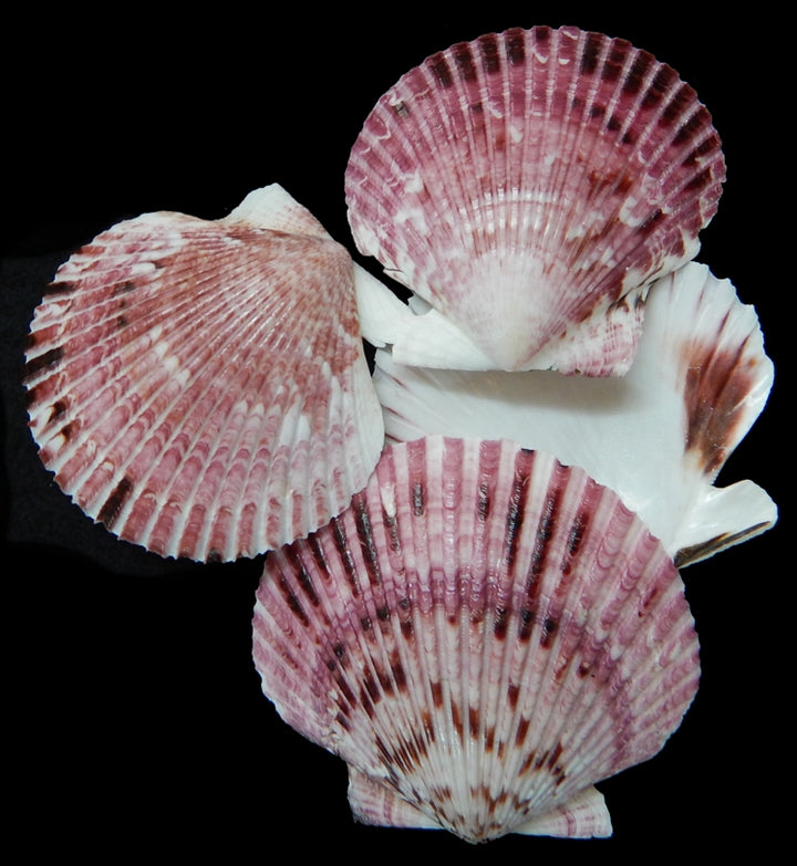 Pecten Purple/White