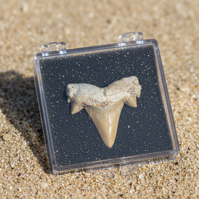 Cretolamna Shark Tooth
