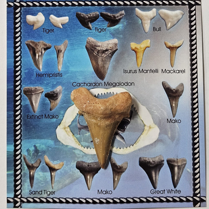 Shark Tooth & Info Card