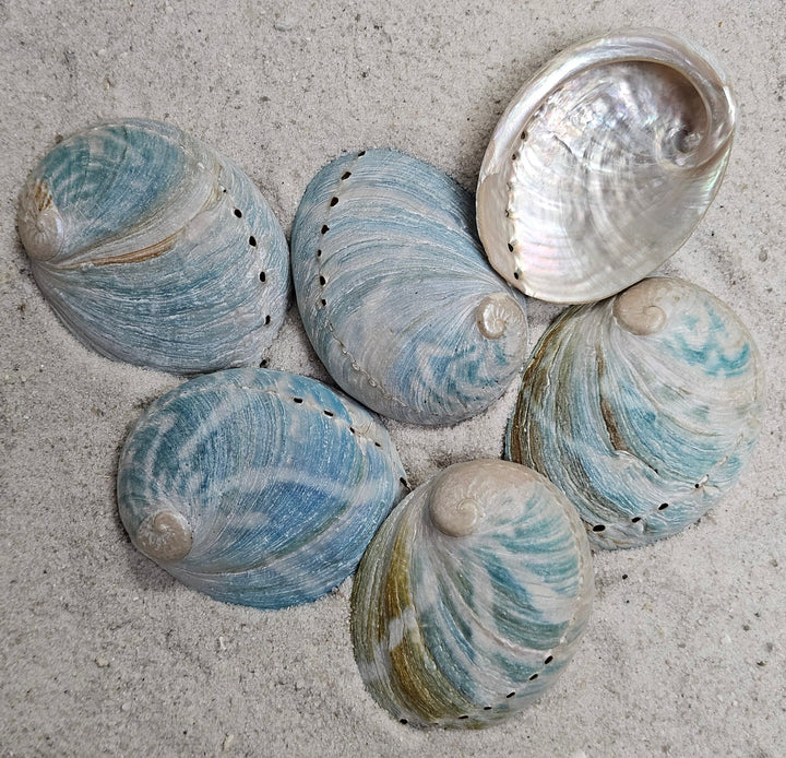 Aqua Abalone (Polished)