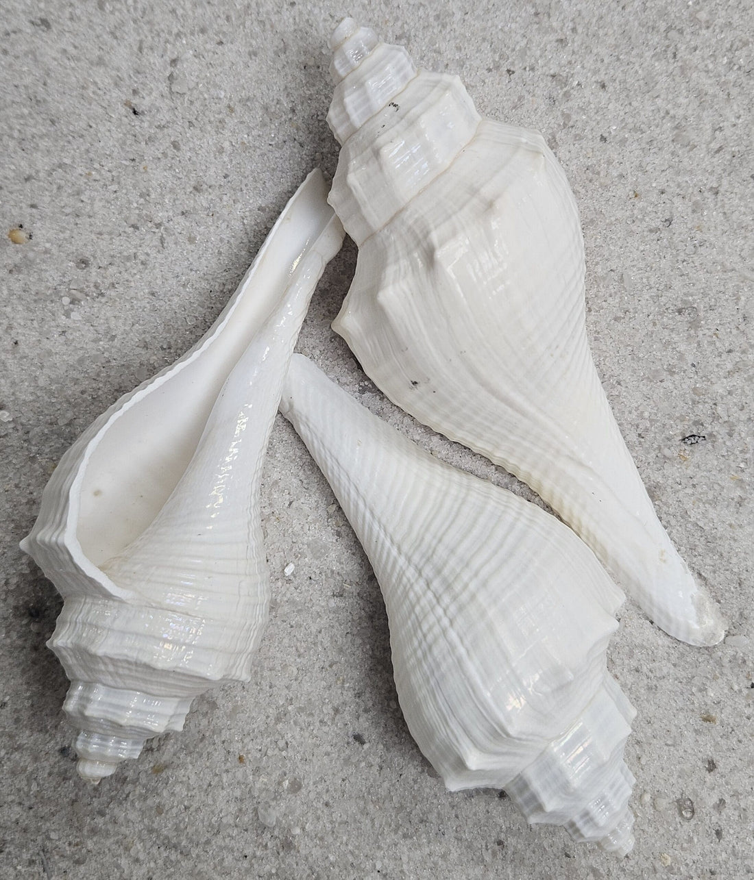 White Hemifusis Ternatanus