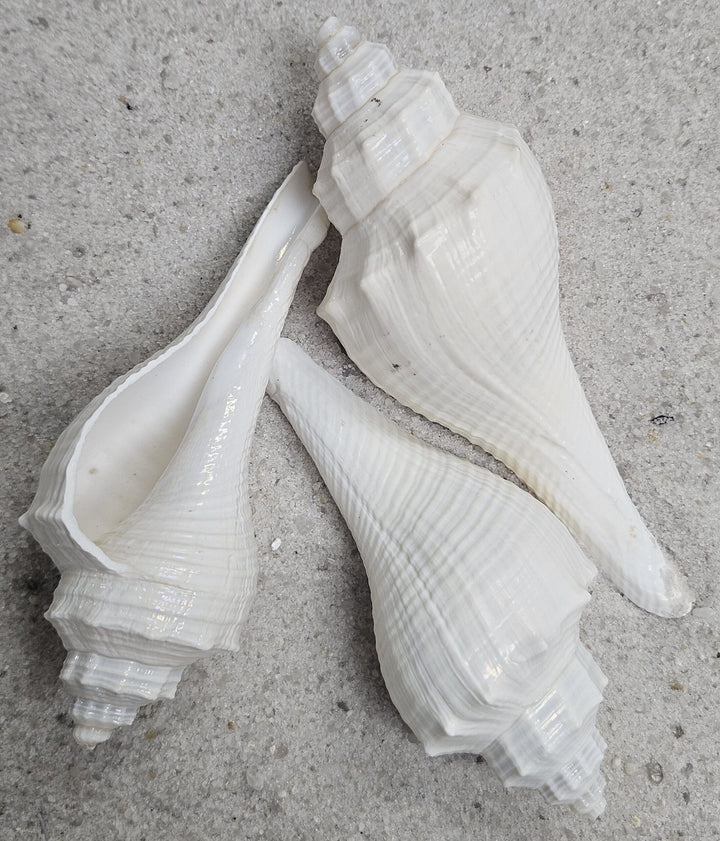 White Hemifusis Ternatanus