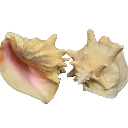 Pink Conch