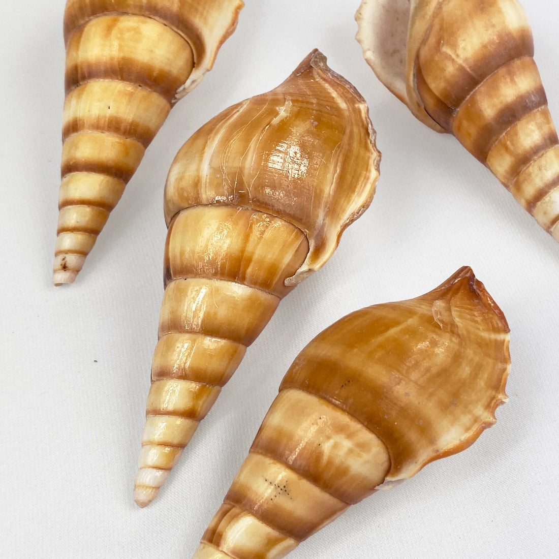 Tibia Brown Shell