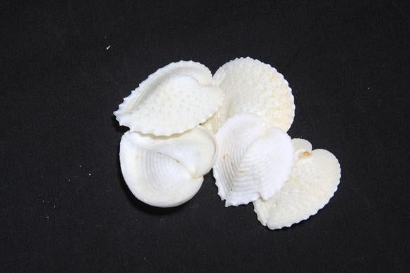 Cardium Cardissa 1.5"-2.5"