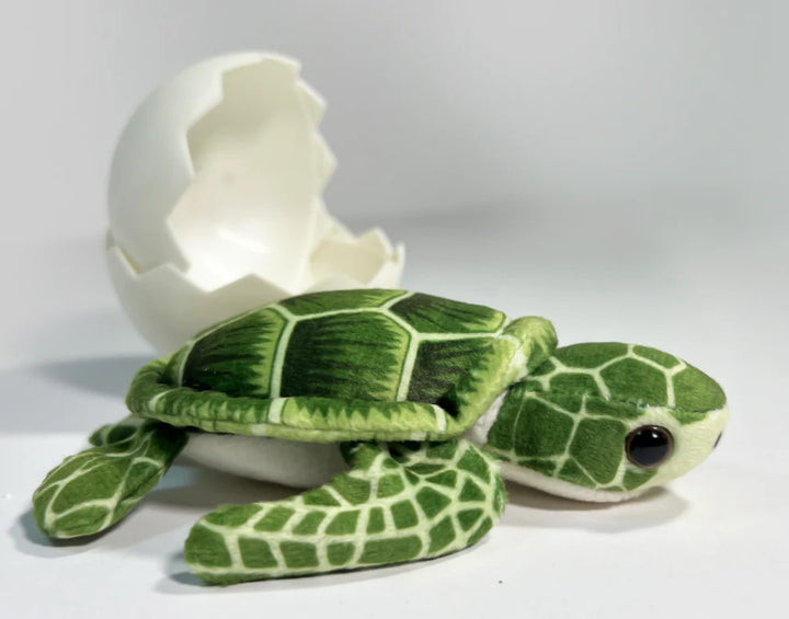 Marine Life Turtle Hatchlings