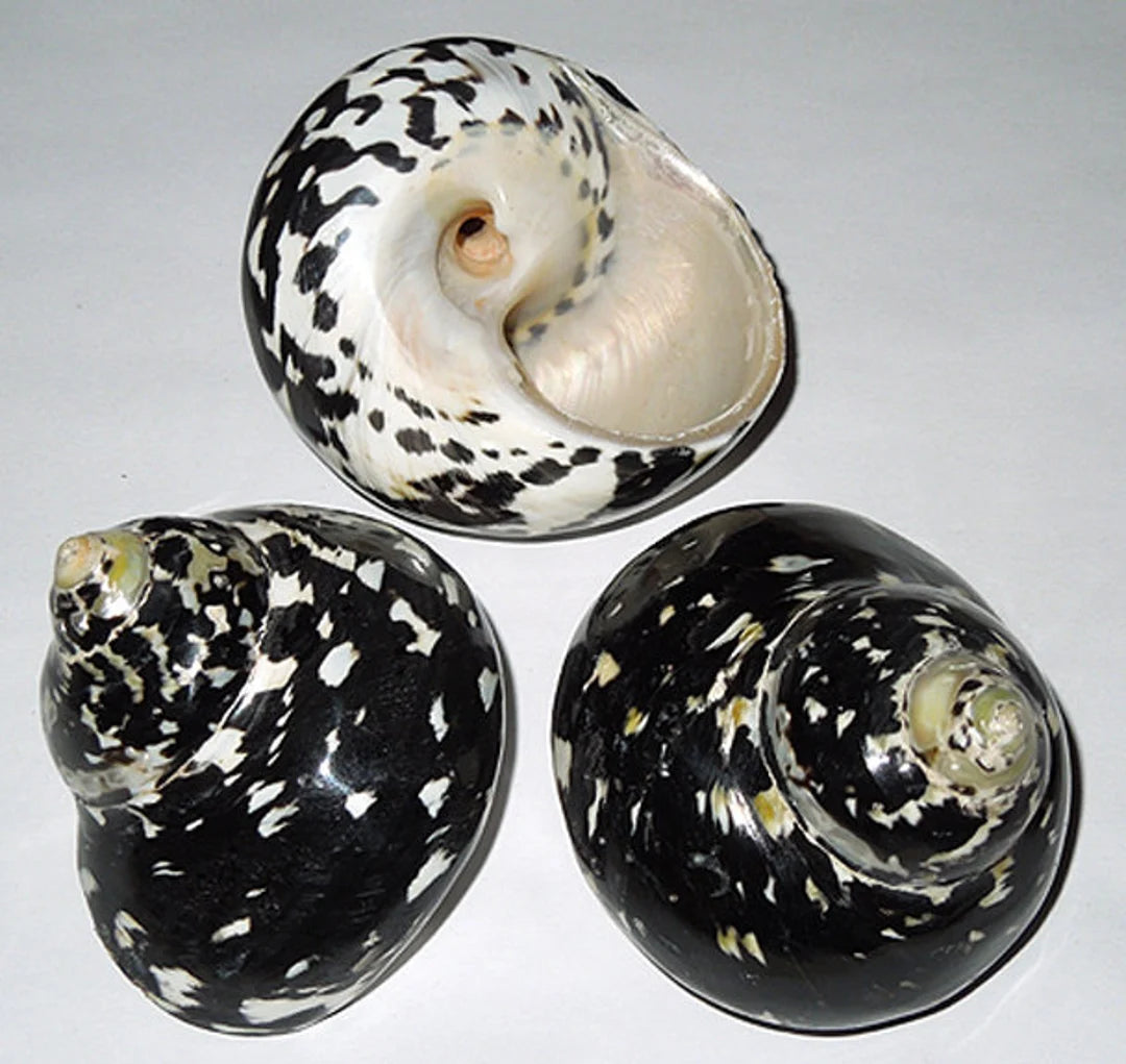 Magpie Polished 2"-2.5" Shell