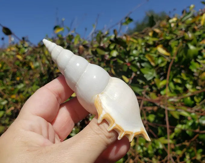Tibia Delicata White 4"