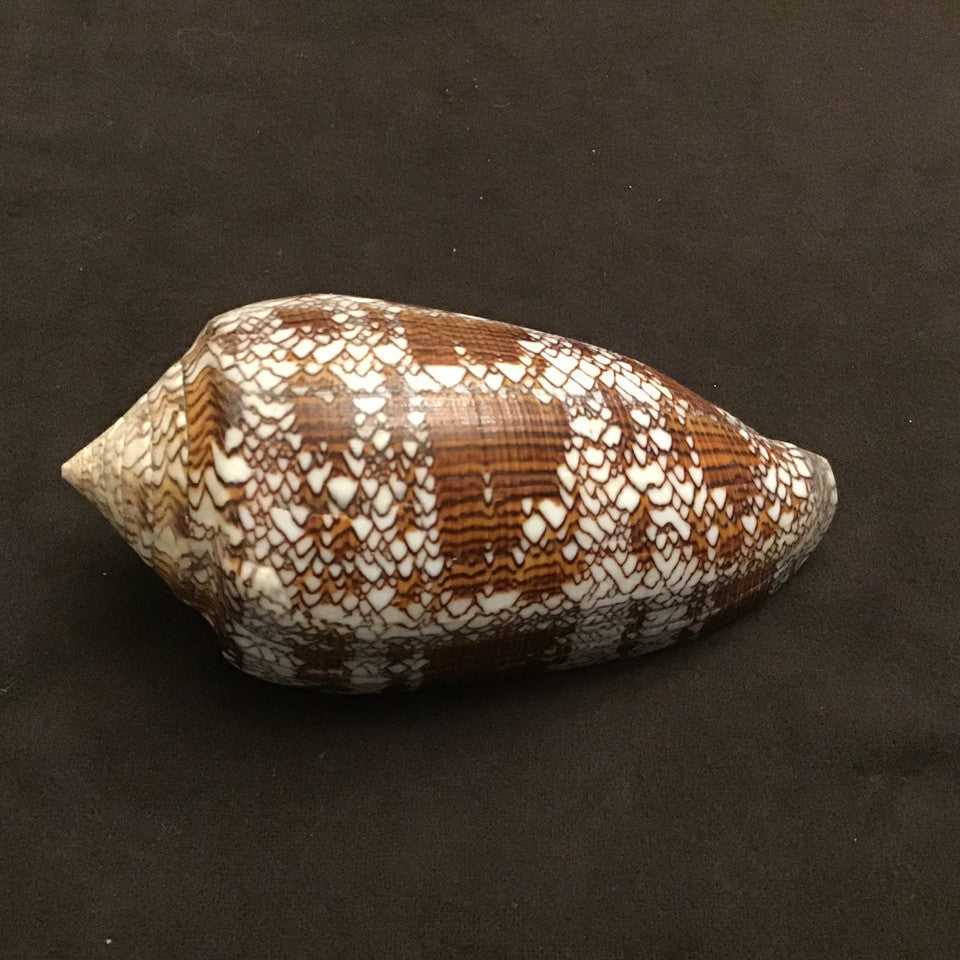 Conus Textile Shells