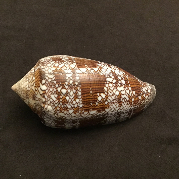 Conus Textile Shells