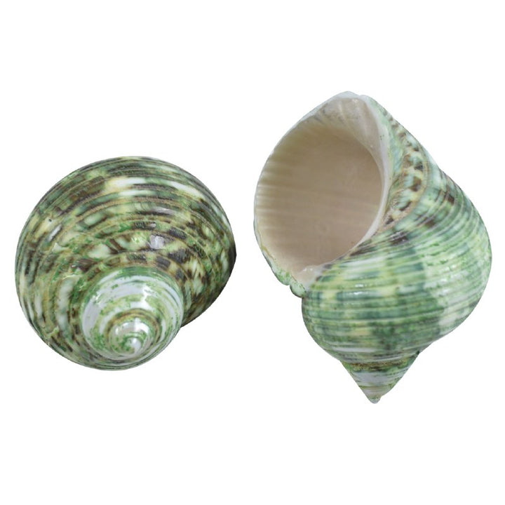 Turbo Argystoma Green (polished)