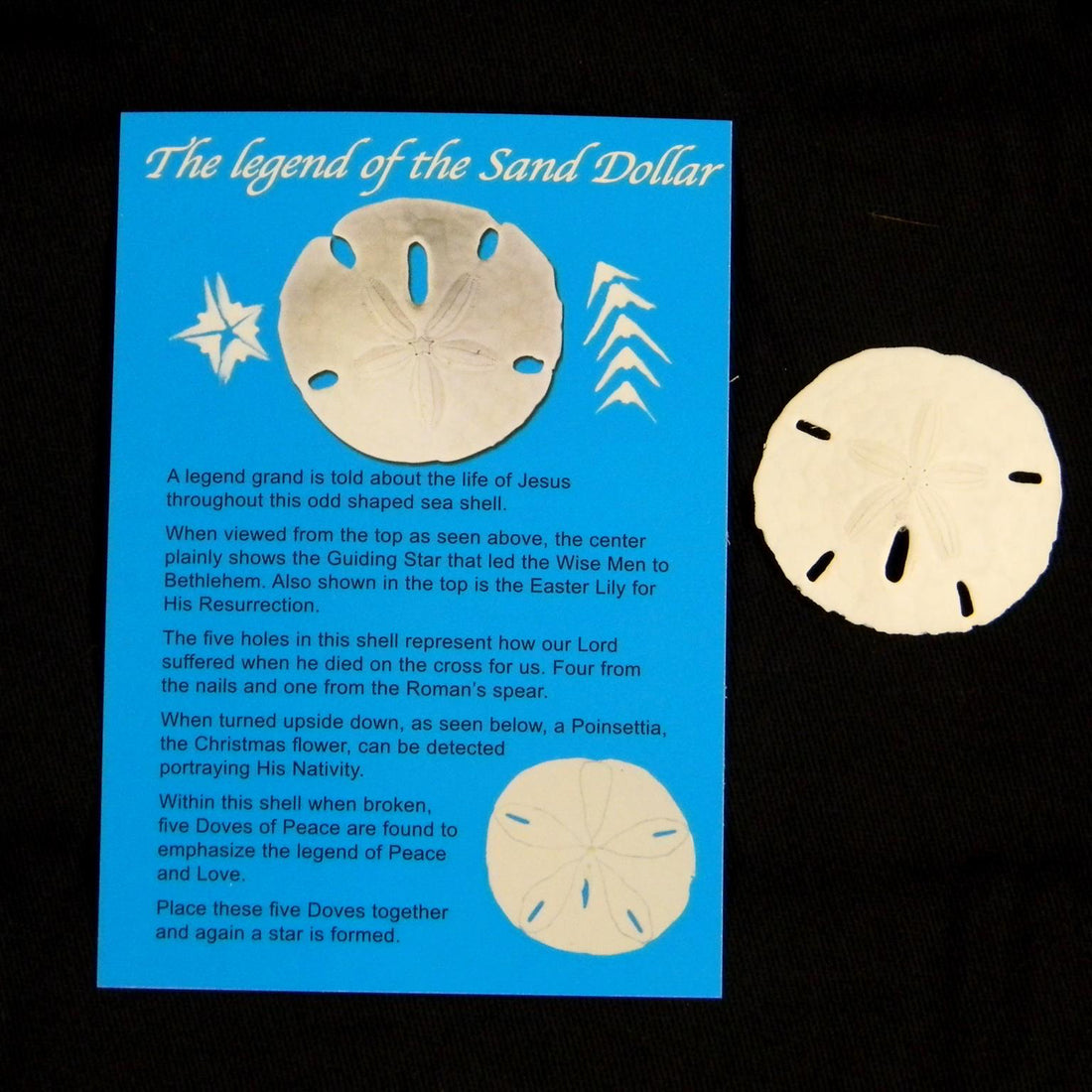 Postcard Sand Dollar