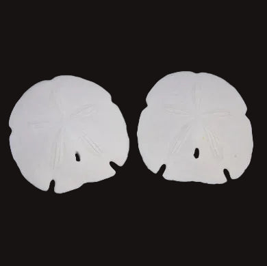 Florida Arrowhead Sand Dollars
