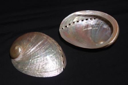 Cream Abalone (Polished)