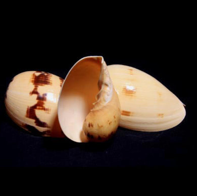 Melon Snail Shell